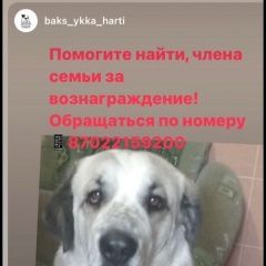 Картинка пропала собака В городе Актас потеряна собаченка. Актас