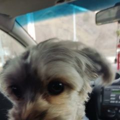 Подробнее об объявлении «Прокопьевск Пропала собака кобель помогите найти.» Фото: пропала собака Йоркширский терьер «Прокопьевск Пропала собака кобель помогите найти.» в г. Прокопьевск