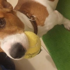 Подробнее об объявлении «Красноярск Пропала собака кобель потерялась собака джек рассел, с ошейник» Фото: пропала собака Джек рассел терьер «Красноярск Пропала собака кобель потерялась...» в г. Красноярск