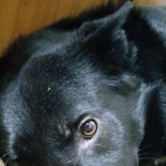 Подробнее об объявлении «Пропала собака кобель, рег. 44294 соба Санкт-Петербург» Фото: пропала собака  «Пропала собака кобель, рег. 44294 соба...» в г. Санкт-Петербург