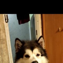 Подробнее об объявлении «Пропала собака кобель Санкт-Петербург» Фото: пропала собака Аляскинский маламут «Пропала собака кобель Санкт-Петербург» в г. Санкт-Петербург