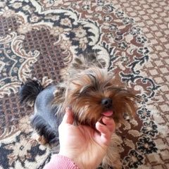 Подробнее об объявлении «Мытищи Пропала собака йорк мася» Фото: пропала собака Йоркширский терьер «Мытищи Пропала собака йорк мася» в г. Мытищи