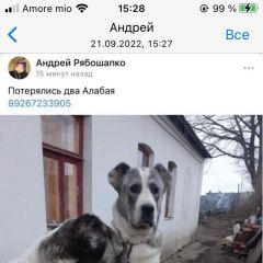 Подробнее об объявлении «Пропала собака и два алабая Щекино» Фото: пропала собака  «Пропала собака и два алабая Щекино» в г. Щекино