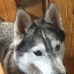 Подробнее об объявлении «Пропала собака ищу собаку хаски Южно-Сахалинск» Фото: пропала собака Сибирская хаски «Пропала собака ищу собаку хаски Южно-Сахалинск» в г. Южно-Сахалинск