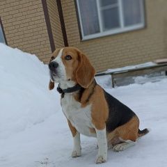 Подробнее об объявлении «Пропала собака кобель помогите вернуть домой майкла Куровское» Фото: пропала собака Бигль «Пропала собака кобель помогите вернуть домой...» в г. Куровское