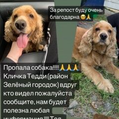 Подробнее об объявлении «Борисов Пропала собака кобель любая информация» Фото: пропала собака Английский кокер-спаниель «Борисов Пропала собака кобель любая информация» в г. Борисов