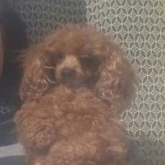 Подробнее об объявлении «Иркутск Пропала собака кобель марато той пудель» Фото: пропала собака Пудель «Иркутск Пропала собака кобель марато той пудель» в г. Иркутск