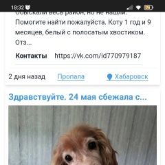 Подробнее об объявлении «Пропала собака Хабаровск» Фото: пропала собака Американский кокер-спаниель «Пропала собака Хабаровск» в г. Хабаровск