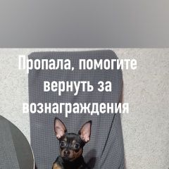 Картинка пропала собака В городе Ставрополь исчез собакен. Ставрополь