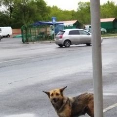 Подробнее об объявлении «Пропала собака Абакан Хакасия» Фото: пропала собака  «Пропала собака Абакан Хакасия» в г. Абакан Хакасия