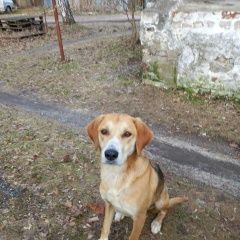 Подробнее об объявлении «Пропала собака Вязники» Фото: пропала собака Гончая «Пропала собака Вязники» в г. Вязники