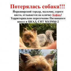Подробнее об объявлении «Москва Пропала собака кобель» Фото: пропала собака Йоркширский терьер «Москва Пропала собака кобель» в г. Москва