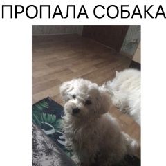 Картинка пропала собака В городе Тюмень запропастился сабакен. Тюмень