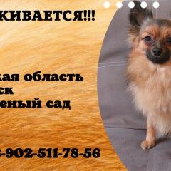 Подробнее об объявлении «Иркутск Пропала собака кобель вознаграждение» Фото: пропала собака  «Иркутск Пропала собака кобель вознаграждение» в г. Иркутск