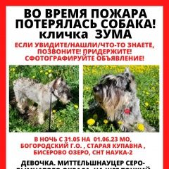 Подробнее об объявлении «Купавна Пропала собака» Фото: пропала собака Миттельшнауцер «Купавна Пропала собака» в г. Купавна