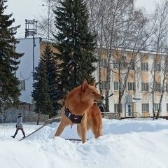 Подробнее об объявлении «Муром Пропала собака кобель карелофинская лайка, в черной шлейке» Фото: пропала собака  «Муром Пропала собака кобель карелофинская...» в г. Муром