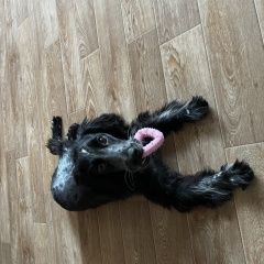 Подробнее об объявлении «Арсеньев Пропала собака» Фото: пропала собака Русский охотничий спаниель «Арсеньев Пропала собака» в г. Арсеньев