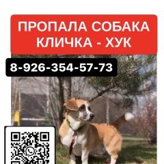 Подробнее об объявлении «Одинцово Пропала собака кобель» Фото: пропала собака Вельш корги «Одинцово Пропала собака кобель» в г. Одинцово