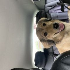 Подробнее об объявлении «Пропала собака Барыбино» Фото: пропала собака  «Пропала собака Барыбино» в г. Барыбино