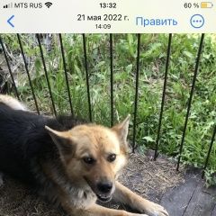 Подробнее об объявлении «Раменское Пропала собака» Фото: пропала собака Восточно-европейская овчарка «Раменское Пропала собака» в г. Раменское