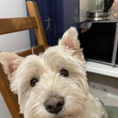 Подробнее об объявлении «Пропала собака кобель пес в районе метро балтийская Санкт-Петербург» Фото: пропала собака  «Пропала собака кобель пес в районе метро...» в г. Санкт-Петербург