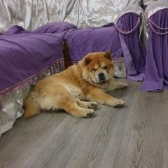 Подробнее об объявлении «Тбилисская Пропала собака кобель потерялась собака, 5ти летний чау-чау» Фото: пропала собака Чау-чау «Тбилисская Пропала собака кобель потерялась...» в г. Тбилисская