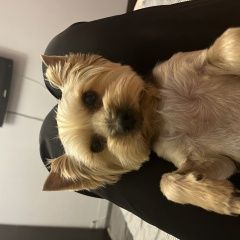 Подробнее об объявлении «Пропала собака кобель на ярославском шоссе Переславль-Залесский» Фото: пропала собака Йоркширский терьер «Пропала собака кобель на ярославском шоссе...» в г. Переславль-Залесский