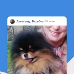 Подробнее об объявлении «Пропала собака кобель шпиц Рославль» Фото: пропала собака Немецкий шпиц «Пропала собака кобель шпиц Рославль» в г. Рославль