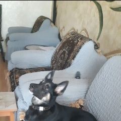 Подробнее об объявлении «Иркутск Пропала собака кобель внимание.» Фото: пропала собака  «Иркутск Пропала собака кобель внимание.» в г. Иркутск