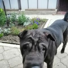 Подробнее об объявлении «Пропала собака 09 июня 2023 года в районе дер. тюлькой Канаш» Фото: пропала собака Шар-пей «Пропала собака 09 июня 2023 года в районе дер....» в г. Канаш