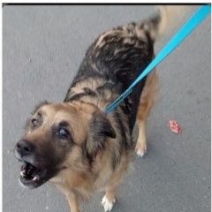 Подробнее об объявлении «Пропала собака помогите найти родное существо. Владикавказ» Фото: пропала собака  «Пропала собака помогите найти родное существо....» в г. Владикавказ