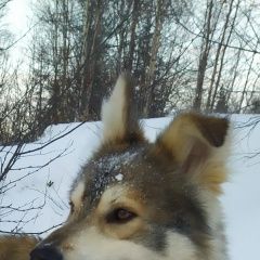 Подробнее об объявлении «Новый Уренгой Пропала собака кобель поиск верного друга» Фото: пропала собака  «Новый Уренгой Пропала собака кобель поиск...» в г. Новый Уренгой