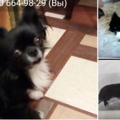 Подробнее об объявлении «Пропала собака кобель чихуахуа Санкт-Петербург» Фото: пропала собака Чихуахуа «Пропала собака кобель чихуахуа Санкт-Петербург» в г. Санкт-Петербург