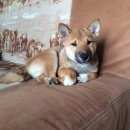 Подробнее об объявлении «Ижевск Пропала собака кобель» Фото: пропала собака Акита-ину «Ижевск Пропала собака кобель» в г. Ижевск