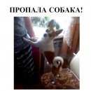 Подробнее об объявлении «Череповец Пропала собака кобель» Фото: пропала собака Чихуахуа «Череповец Пропала собака кобель» в г. Череповец