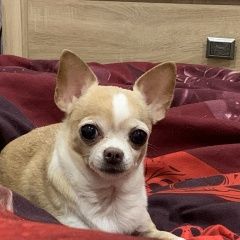 Подробнее об объявлении «Пропала собака очень нужна помощь Жлобин» Фото: пропала собака Чихуахуа «Пропала собака очень нужна помощь Жлобин» в г. Жлобин