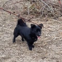 Подробнее об объявлении «Пропала собака кобель Кочубеевское» Фото: пропала собака  «Пропала собака кобель Кочубеевское» в г. Кочубеевское