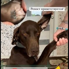 Подробнее об объявлении «Артем Пропала собака кобель» Фото: пропала собака Курцхаар «Артем Пропала собака кобель» в г. Артем