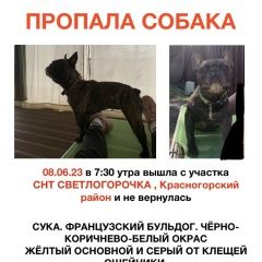 Подробнее об объявлении «Красногорск Пропала собака» Фото: пропала собака Французский бульдог «Красногорск Пропала собака» в г. Красногорск