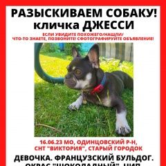 Подробнее об объявлении «Одинцово Пропала собака помогите пожалуйста найти собаку» Фото: пропала собака Французский бульдог «Одинцово Пропала собака помогите пожалуйста...» в г. Одинцово