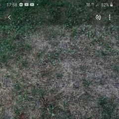 Подробнее об объявлении «Пропала собака 17 июня девочка джек рассел Сочи» Фото: пропала собака  «Пропала собака 17 июня девочка джек рассел Сочи» в г. Сочи