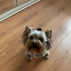 Подробнее об объявлении «Пропала собака кобель йоркширский терьер Черногорск Хакасия» Фото: пропала собака Йоркширский терьер «Пропала собака кобель йоркширский терьер...» в г. Черногорск Хакасия