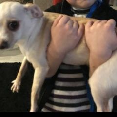 Подробнее об объявлении «Мытищи Пропала собака девочка чихуахуа» Фото: пропала собака Чихуахуа «Мытищи Пропала собака девочка чихуахуа» в г. Мытищи