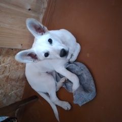 Подробнее об объявлении «Пропала собака прошу вернуть, сообщить Электроугли» Фото: пропала собака  «Пропала собака прошу вернуть, сообщить Электроугли» в г. Электроугли