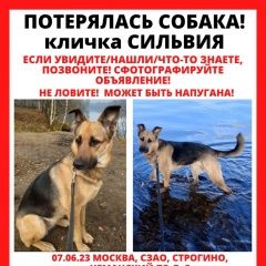 Подробнее об объявлении «Москва Пропала собака метис овчарки» Фото: пропала собака  «Москва Пропала собака метис овчарки» в г. Москва
