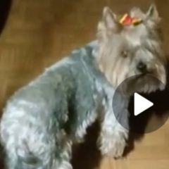 Подробнее об объявлении «Псков Пропала собака убежала 19 июня в 10:00» Фото: пропала собака Йоркширский терьер «Псков Пропала собака убежала 19 июня в 10:00» в г. Псков