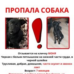 Подробнее об объявлении «Химки Пропала собака мкр левобережный» Фото: пропала собака  «Химки Пропала собака мкр левобережный» в г. Химки
