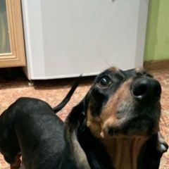 Подробнее об объявлении «Волгоград Пропала собака такса» Фото: пропала собака Такса «Волгоград Пропала собака такса» в г. Волгоград