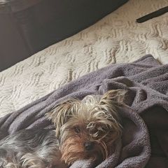 Подробнее об объявлении «Зеленоград Пропала собака кобель пес мини йорк» Фото: пропала собака Йоркширский терьер «Зеленоград Пропала собака кобель пес мини йорк» в г. Зеленоград