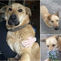 Подробнее об объявлении «Воскресенск Пропала собака кобель ищем нашего верного друга» Фото: пропала собака  «Воскресенск Пропала собака кобель ищем нашего...» в г. Воскресенск